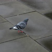 Feral Pigeon
